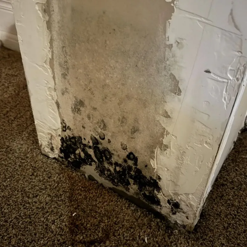 Professional Mold Removal in Saint Paris, OH